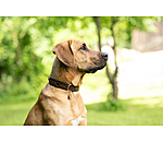 Collare in cuoio Livorno