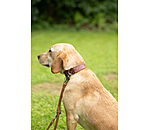 Collare in cuoio Livorno