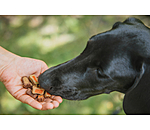 Mix di snack colorati per cani