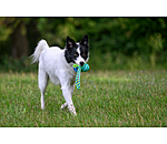 Giocattolo da masticare per cani Cleo