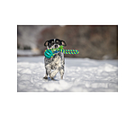 Giocattolo da masticare per cani Cleo