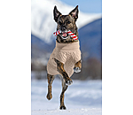 Corda giocattolo per cani Candy Cane