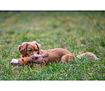 Leone peluche per cani Lio