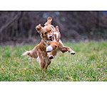 Leone peluche per cani Lio