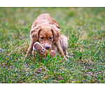 Leone peluche per cani Lio