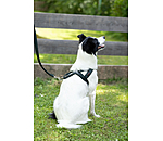 Pettorina norvegese Miley