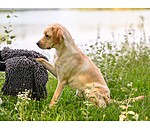 Asciugamano multifunzione per cani Soulmate