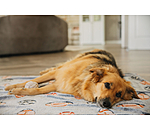 Coperta per cani Glow in the Dark