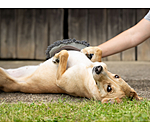 Guanto da grooming per cani Cosma