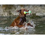 Gioco acquatico per cani Marble Bone