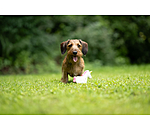 Giocattolo con squeaker per cani Unicorn