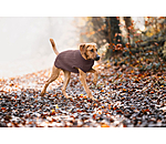 Maglione per cani Maisie