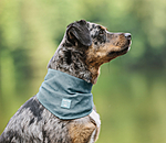 Bandana per cani Cooling