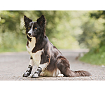 Scarpette protettive per cani Dubai