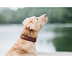 Collare in cuoio Good Dog
