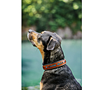 Collare in cuoio Good Dog