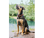 Collare in cuoio Good Dog