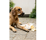 Orecchie di coniglio per cani