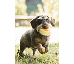 Giocattolo con squeaker per cani Chicken