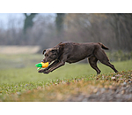 Giocattolo per cani Pineapple