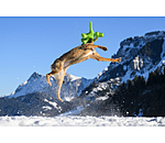 Giocattolo per cani Strong Dino