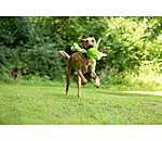 Giocattolo per cani Strong Dino