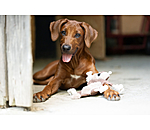 Scoiattolo peluche per cani