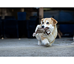 Scoiattolo peluche per cani