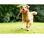 Gioco acquatico per cani