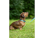 Set collare &  guinzaglio Zap