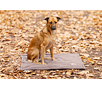 Coperta imbottita per cani Kobe
