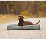 Cuccia per cani Carlo