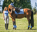 Paratendini Sophistication