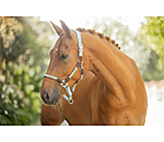 Capezza anatomica Sophistication