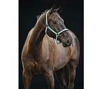 Capezza Swiss Design II