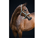 Capezza Essential II