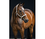 Capezza Signature III