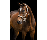 Capezza Signature III