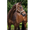 Capezza Signature III