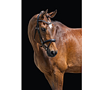 Testiera Alaska con chiudibocca rimovibile