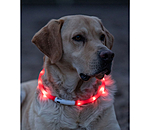 Collare per cani con LED