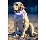 Collare per cani LED Loom