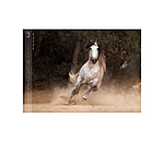 Calendario 2026 Horses