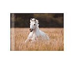 Calendario 2026 Horses