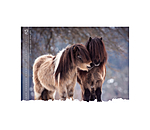 Calendario 2026 Horses