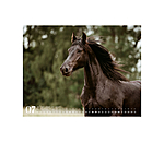 Calendario 2026 cavalli frisoni