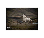 Calendario 2026 cavalli islandesi