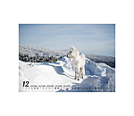 Calendario 2026 cavalli islandesi