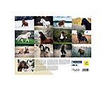 Calendario 2026  Pony