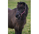 Capezza per puledri e Shetland Future Star